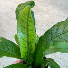 Load image into Gallery viewer, Microsorum musifolium ‘Crocodyllus’ 2&quot; - Crocodile Fern