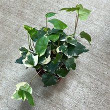 Load image into Gallery viewer, Hedera sp. &#39;Marengo&#39; 6&quot;