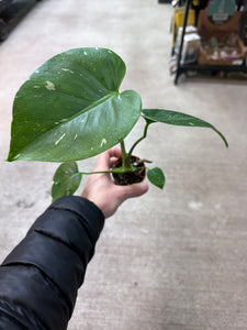 Monstera deliciosa 'Thai Constellation'  2"