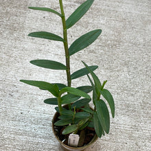 Load image into Gallery viewer, Epidendrum Miracle Valley