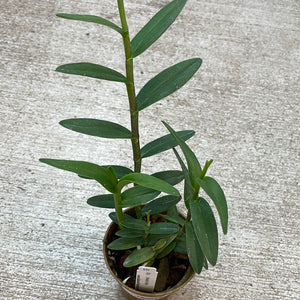 Epidendrum Miracle Valley