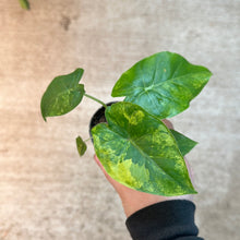 Load image into Gallery viewer, Alocasia gageana aurea 2&quot;