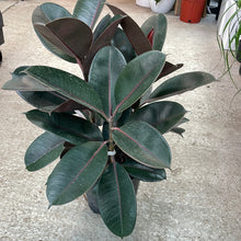 Load image into Gallery viewer, Ficus Burgundy 8&quot; - Burgundy Rubber Tree