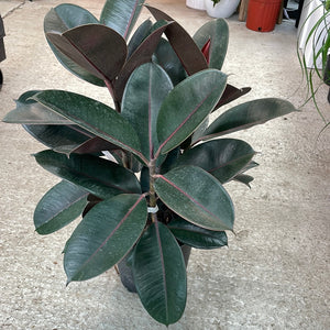 Ficus Burgundy 8" - Burgundy Rubber Tree
