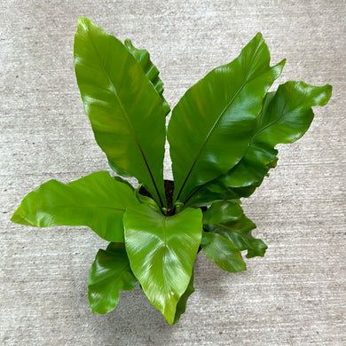 Asplenium sp. 6