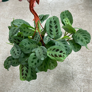 hirt's green prayer plant Maranta sp. 8" HB
