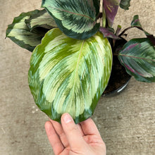 Load image into Gallery viewer, Calathea Eclipse 6&quot;