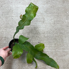 Load image into Gallery viewer, Epiphyllum sp. 4&quot;