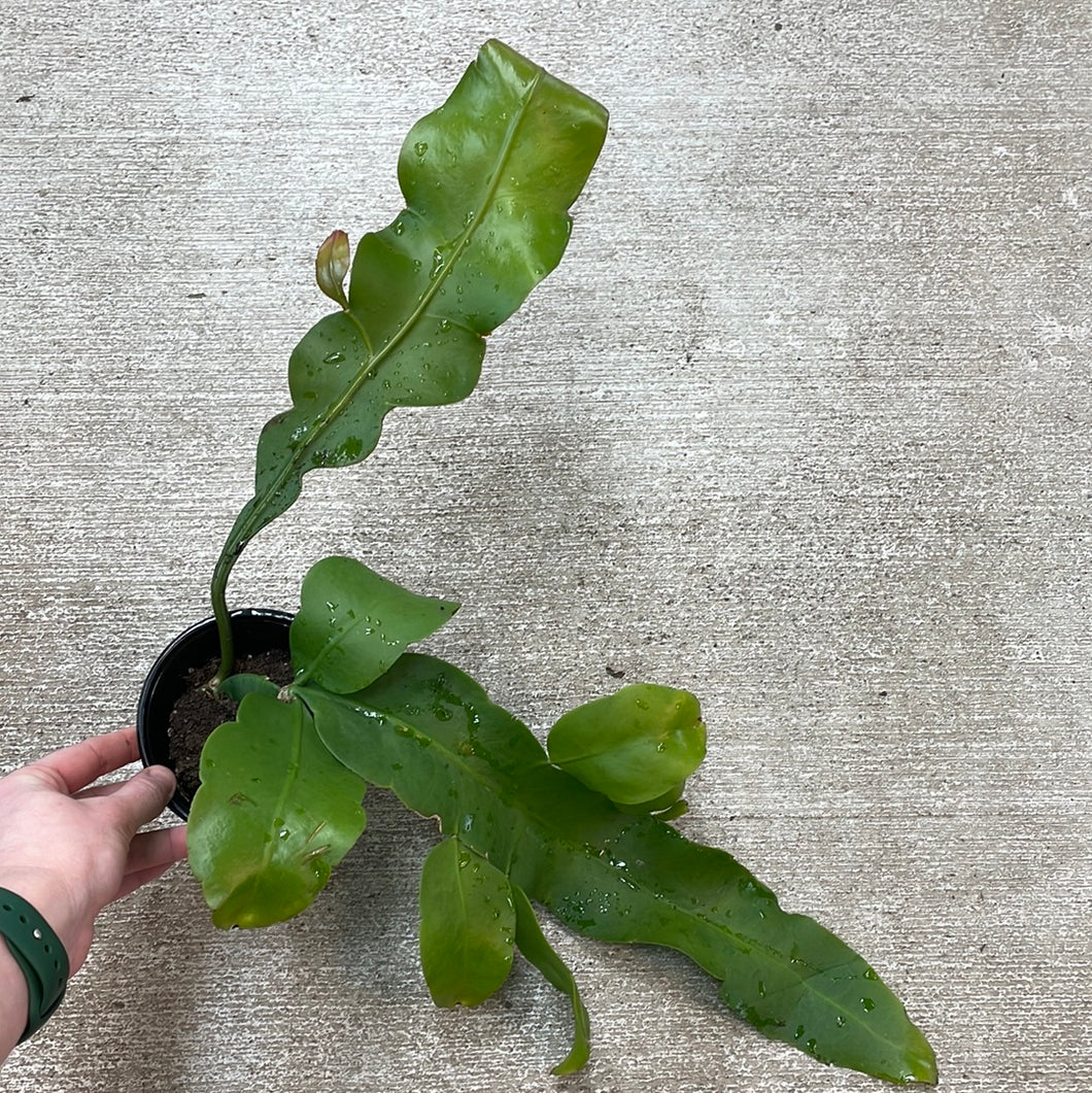 Epiphyllum sp. 4