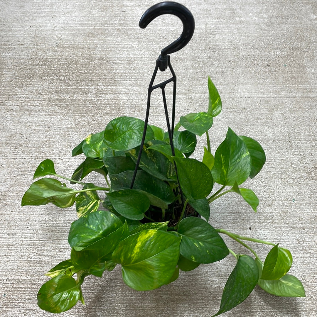 hb pothos Epipremnum aureum 6" HB