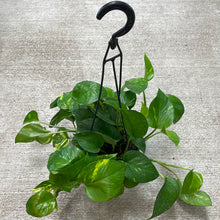 Load image into Gallery viewer, Epipremnum aureum 6&quot; HB - Golden Pothos