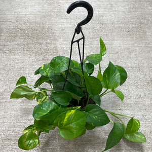 Epipremnum aureum 6" HB - Golden Pothos