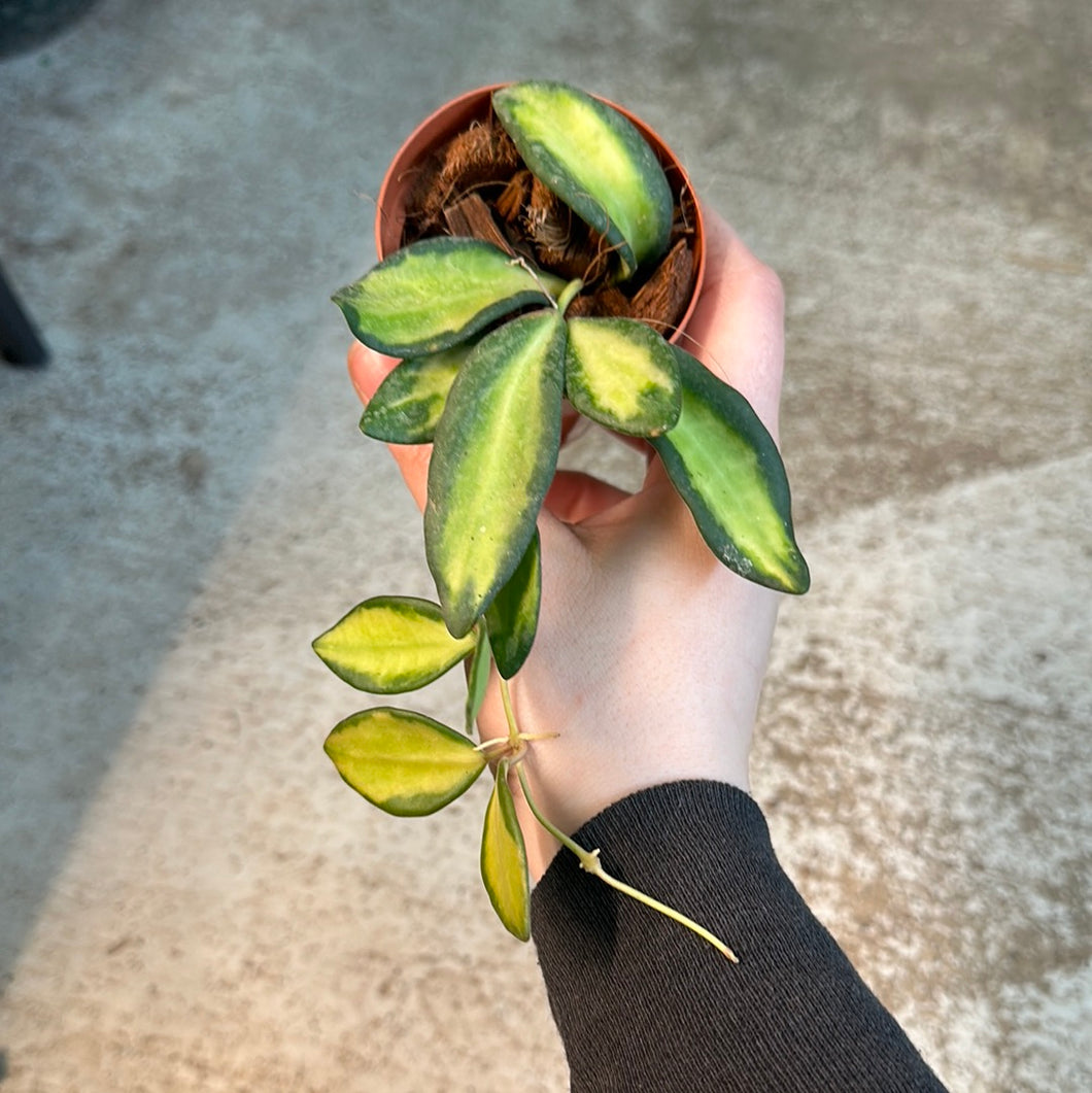 Hoya burtoniae variegata 2