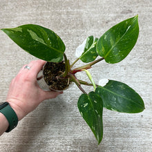 Load image into Gallery viewer, Philodendron White Princess  Cup Plant &#39;F&#39;