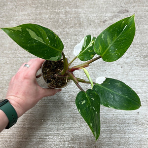 Philodendron White Princess  Cup Plant 'F'