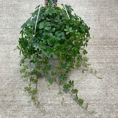Parthenocissus striata 8