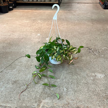 Load image into Gallery viewer, Hoya tricolor 8&quot; HB - Tricolor Wax Plant