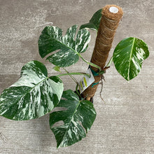 Load image into Gallery viewer, Monstera Albo 6&quot; - Plant D
