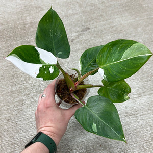 Philodendron White Princess  Cup 4" Plant 'D'