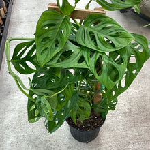 Load image into Gallery viewer, Monstera Epipremnoides 8&quot; Trellis