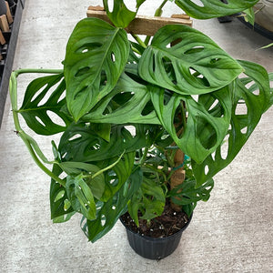 Monstera Epipremnoides 8" Trellis