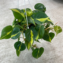 Load image into Gallery viewer, Philodendron brasil 6&quot; HB
