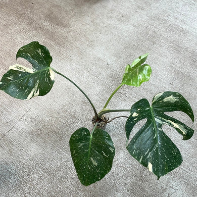 Monstera Thai Constellation Cup