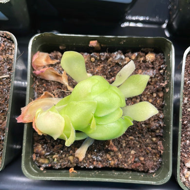 Pinguicula Marciano 2