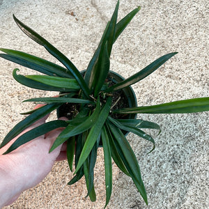 Hoya Kentiana 4"