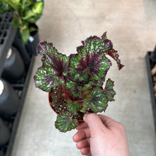 Load image into Gallery viewer, Begonia sp. 4&quot; - Rex Begonia Asst.