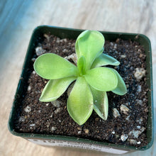 Load image into Gallery viewer, Pinguicula Ibarrae Tlanchinol