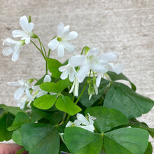 Load image into Gallery viewer, Oxalis &#39;Assorted Green&#39; 4&quot; - Shamrock