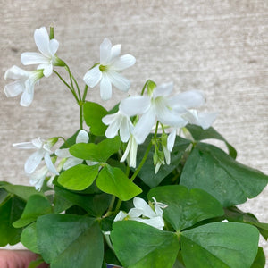 Oxalis 'Assorted Green' 4" - Shamrock