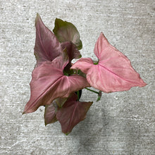 Load image into Gallery viewer, Syngonium Pink Perfection 4&quot;