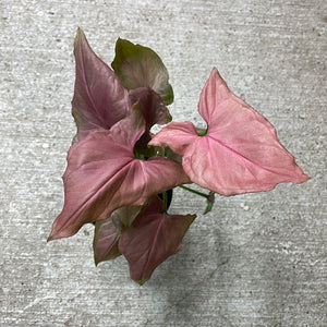 Syngonium Pink Perfection 4"
