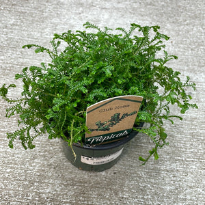 Club Moss 4" - Green