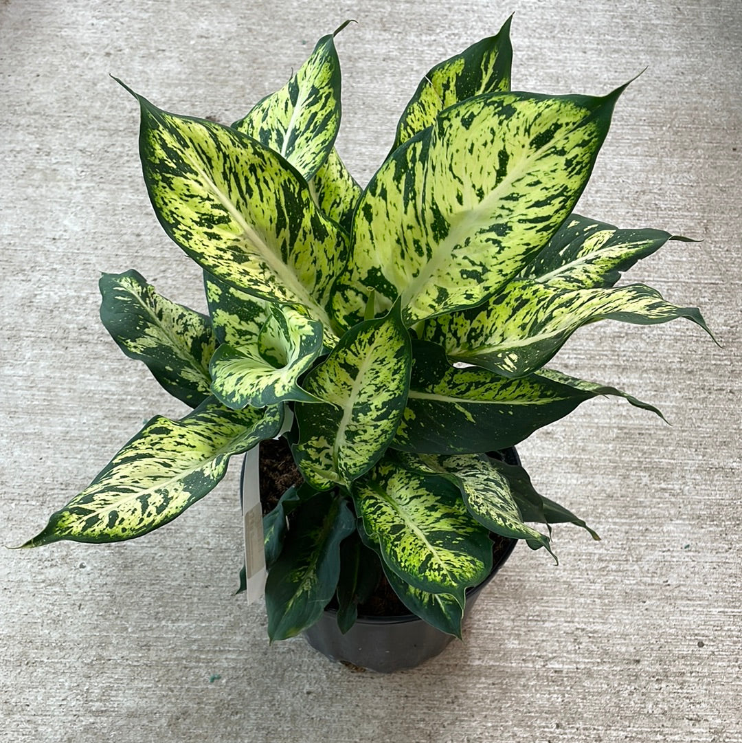 alfredo dieffenbachia Dieffenbachia Sublime 10