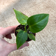 Load image into Gallery viewer, Anthurium Veitchii TC 2&quot;