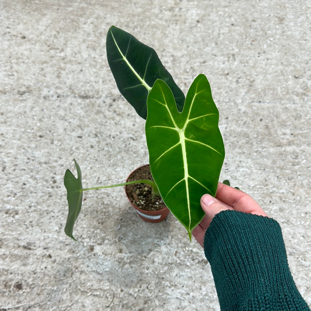 Alocasia Frydek 4