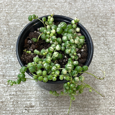 Senecio rowleyanus variegata 4