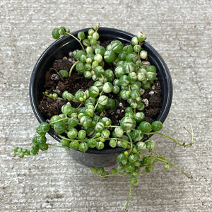 Senecio rowleyanus variegata 4" - Variegated String of Pearls