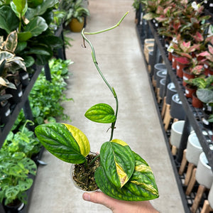 Monstera Peru Variegata Cup