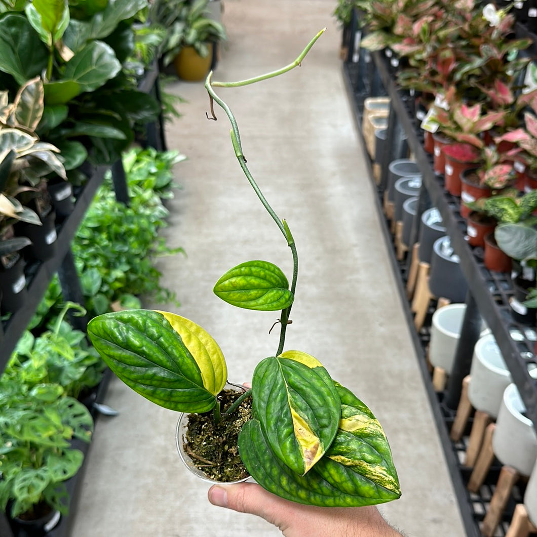 Monstera Peru Variegata Cup