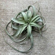 Load image into Gallery viewer, Tillandsia Xerographica Medium 5 -7&quot;