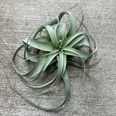 Xerographica 4-7