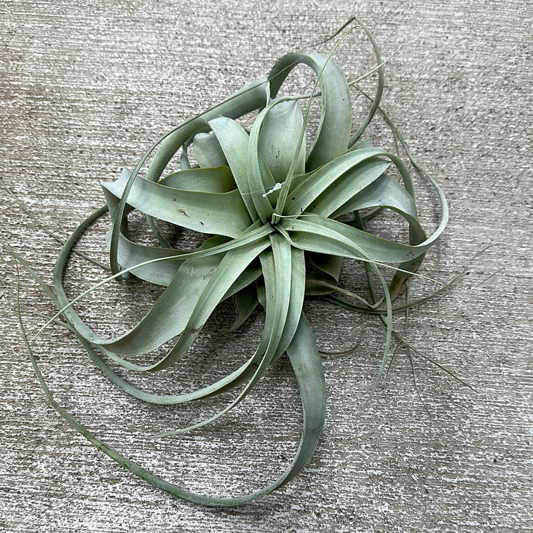 Tillandsia Xerographica Medium 5 -7