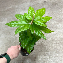 Load image into Gallery viewer, Fatsia 4&quot;