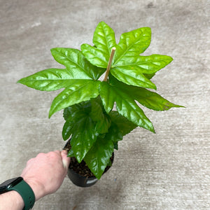 Fatsia 4"