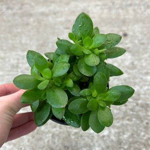 Crassula ovata sp. 4" - Jade Plant