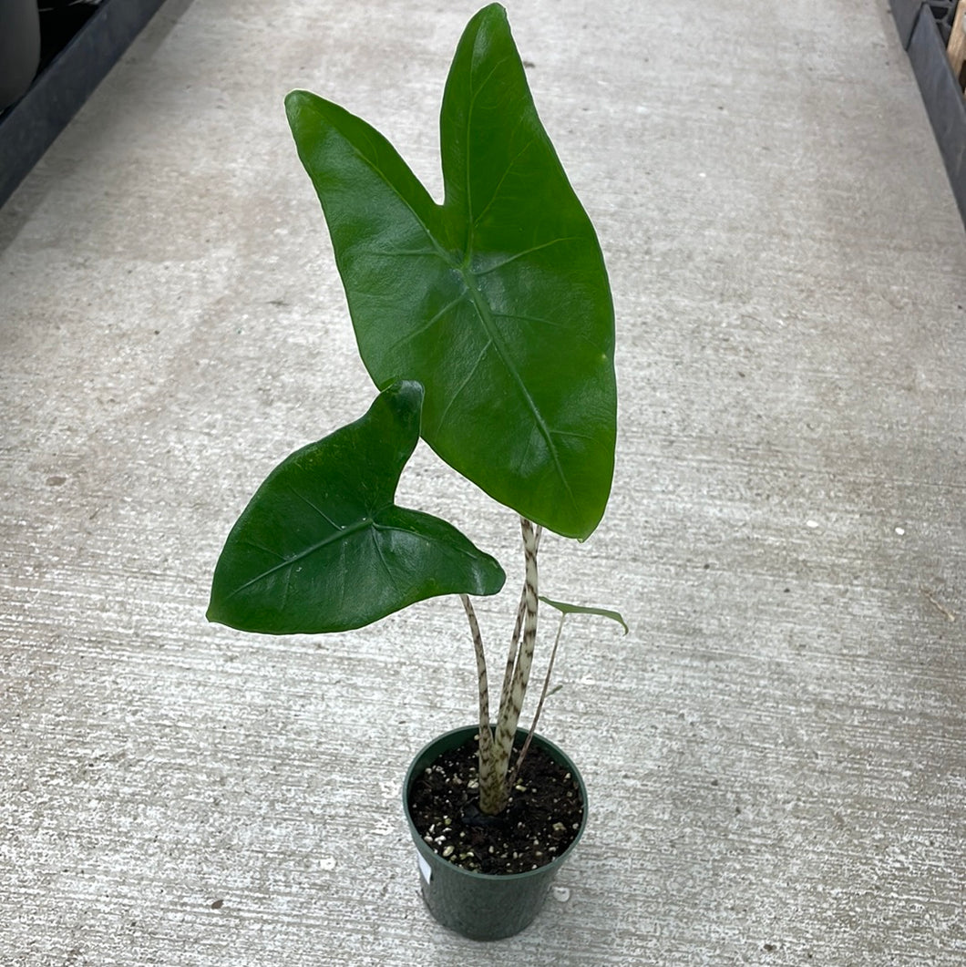 Alocasia Tigrina 4